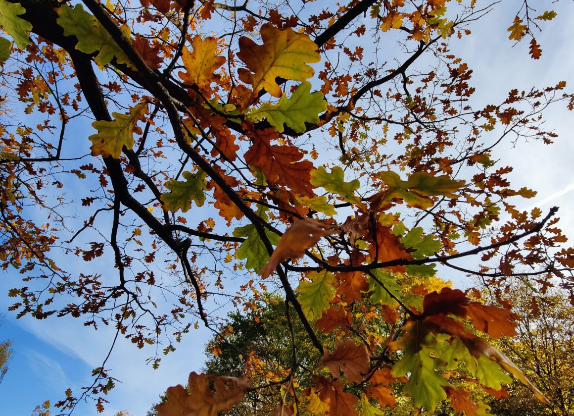 Feriensingen im Herbst