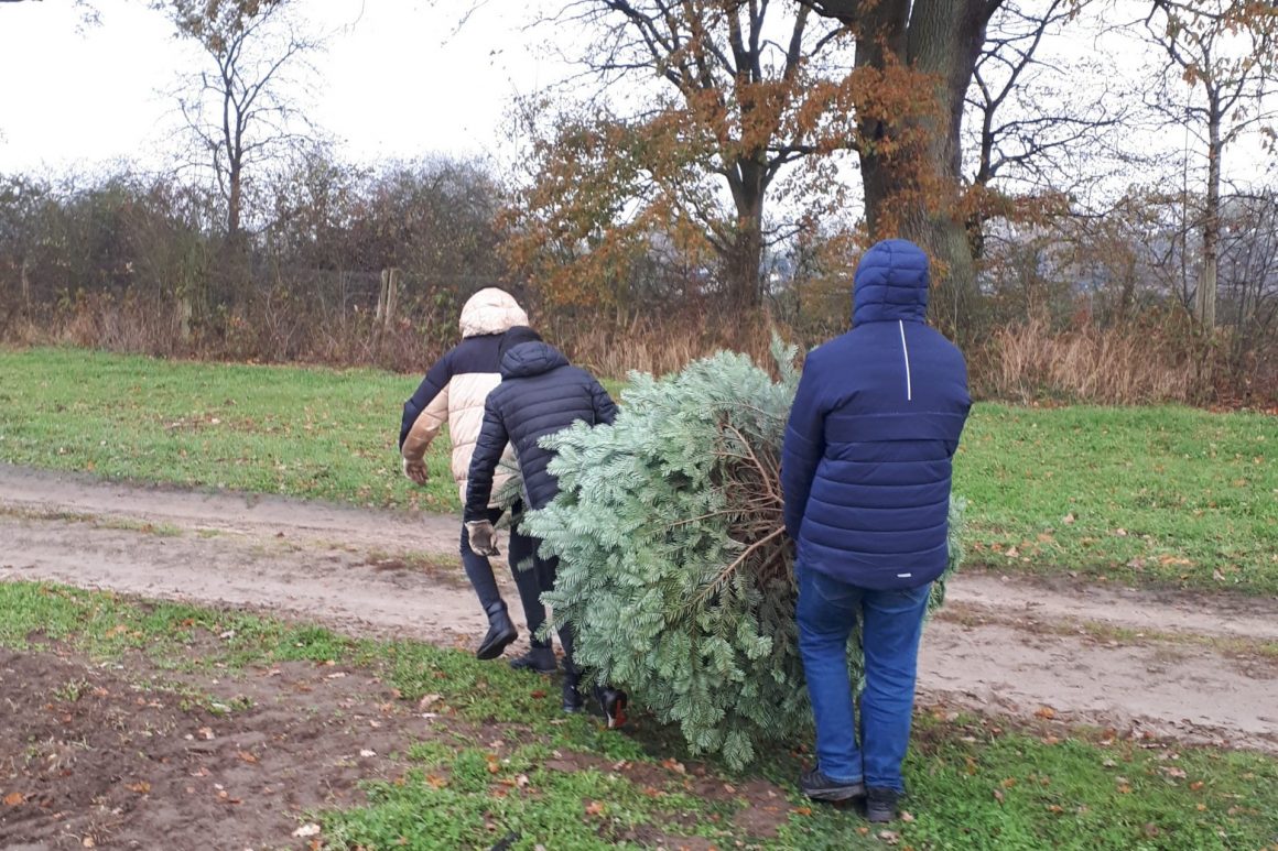 Tannenbaum fällen für die Eingangshalle