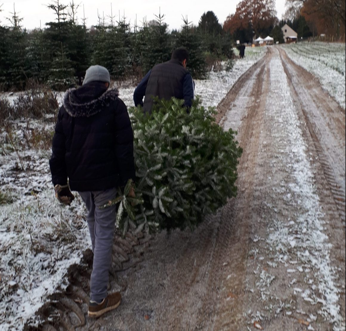 Tannenbaum fällen für die Eingangshalle